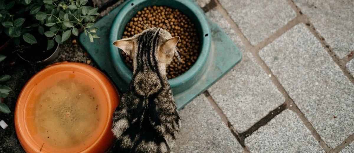 tabby cat eating out of a green bowl