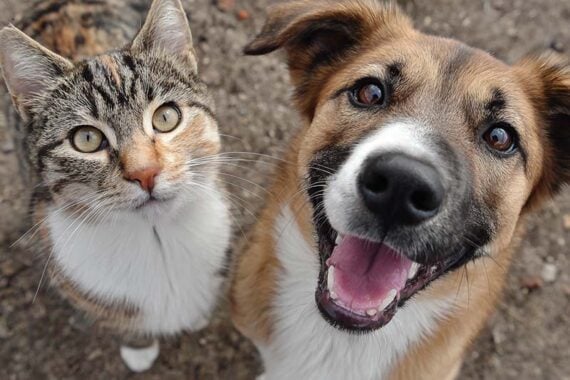 Photo of a cat and a dog Photo of a cat and a dog